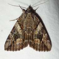 Image of Wonderful Underwing