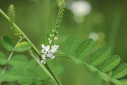 Image de Indigofera pseudotinctoria Matsum.