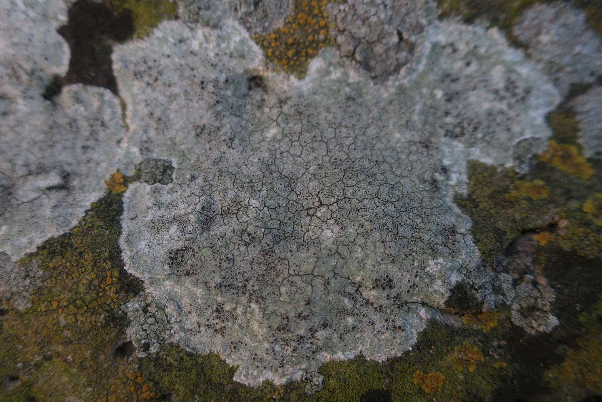 Image of rim lichen