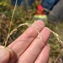 Image of Canadian ricegrass