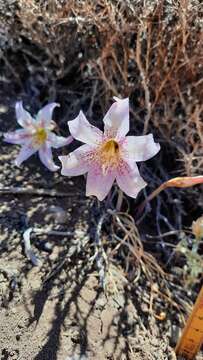 Image of Rhodophiala rhodolirion (Baker) Traub