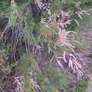 Image of Tamarisk