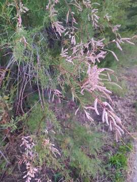 Image of Tamarisk