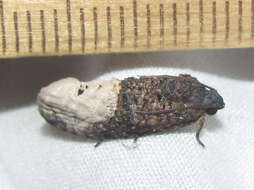 Image of Locust Twig Borer Moth