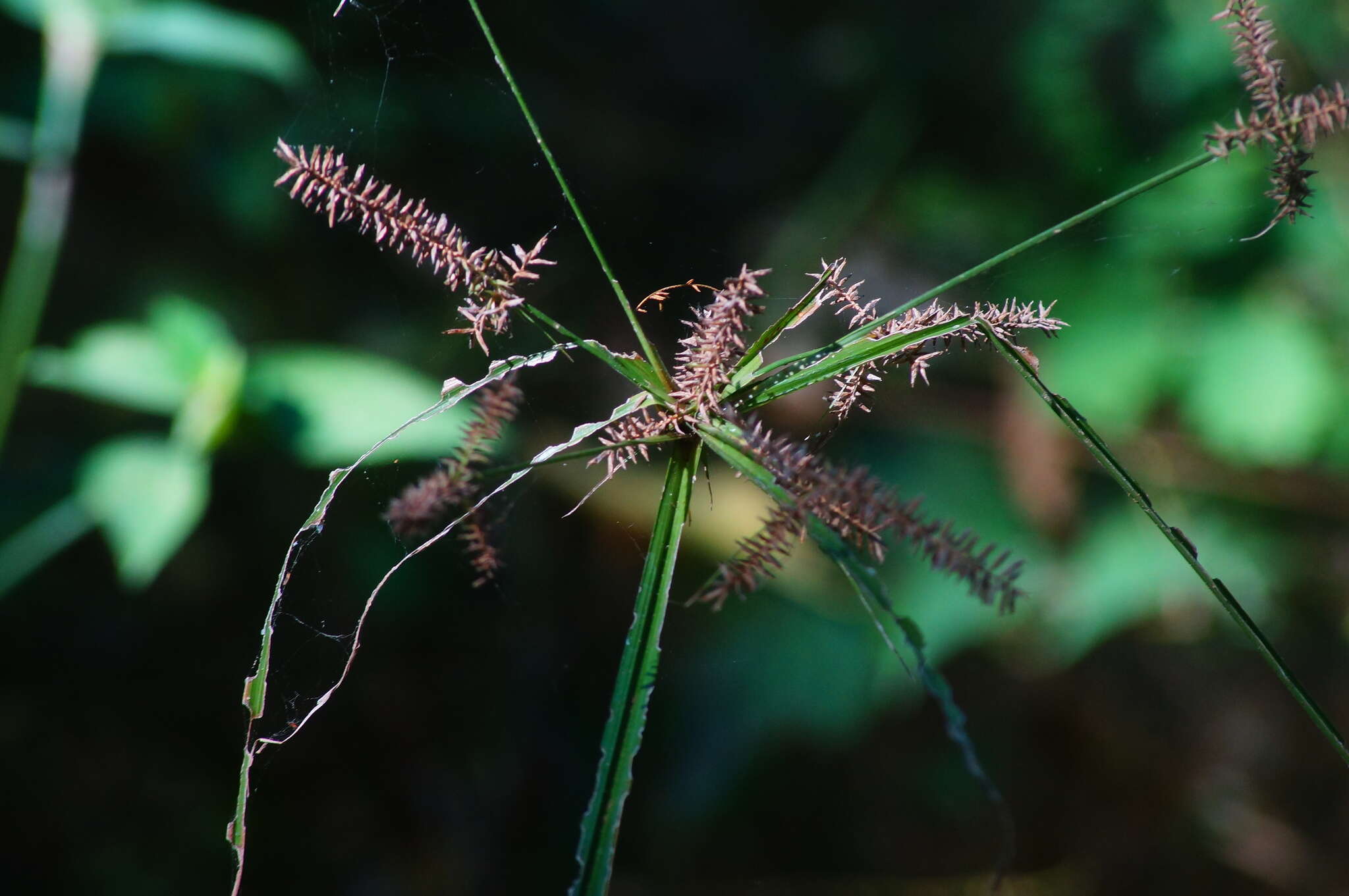 Image of Mutis' Flat Sedge