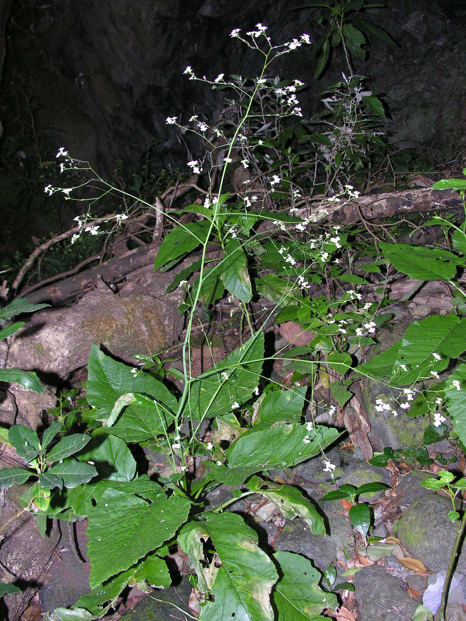 Image of Crambe santosii Bramwell