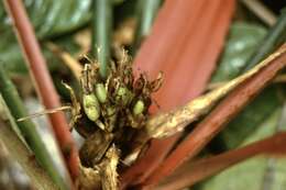 Bromelia agavifolia Brongn. ex Houllet resmi