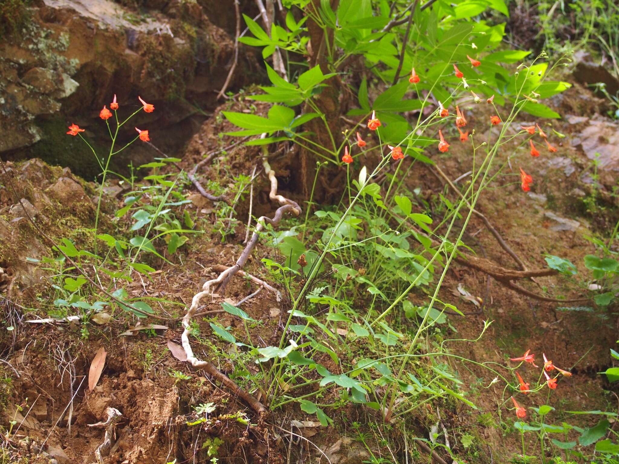 Image of red larkspur