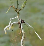 Image of subterranean vetch