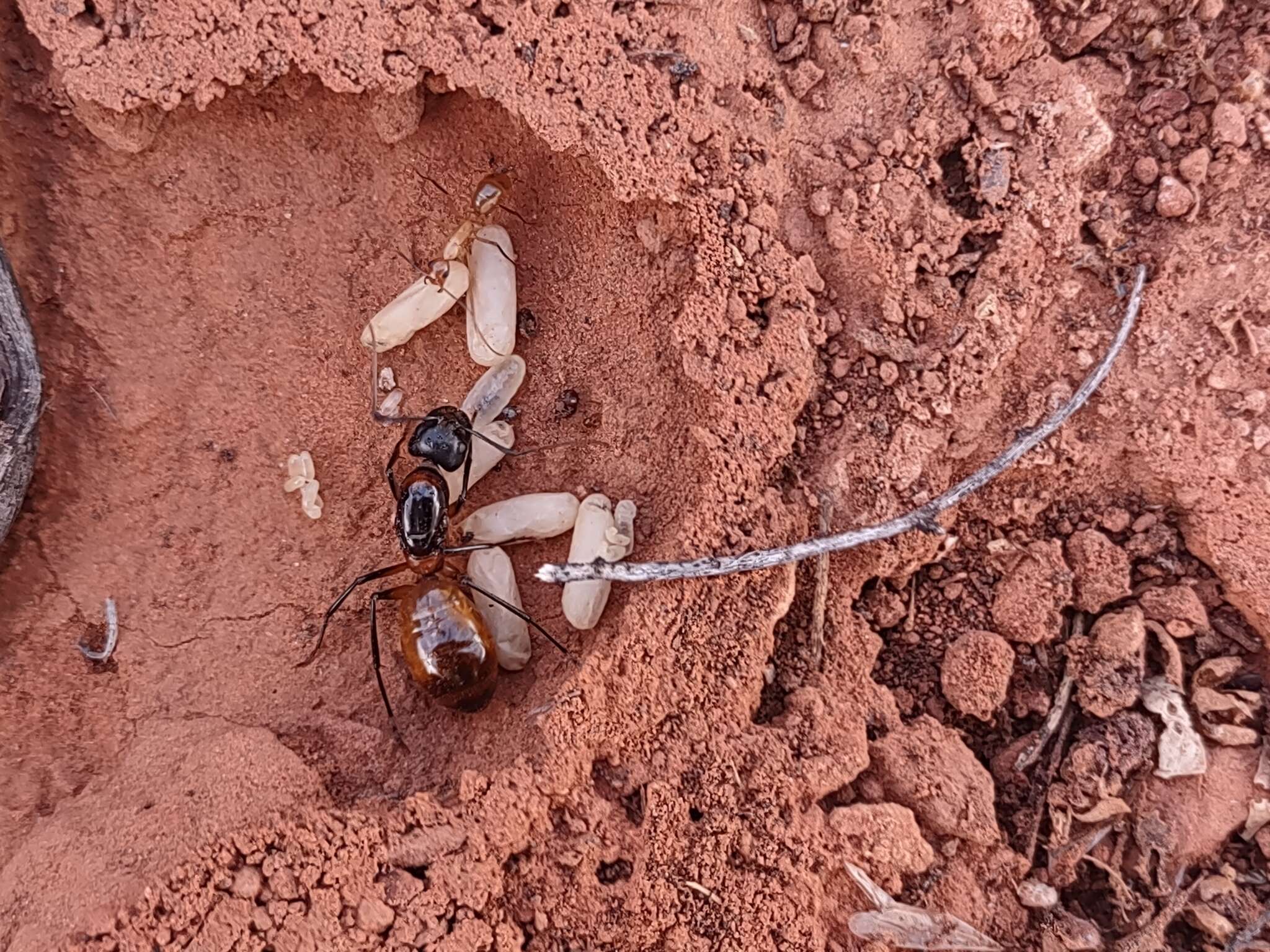 Plancia ëd Camponotus ocreatus Emery 1893