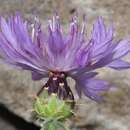 Plancia ëd Centaurea barrasii Pau