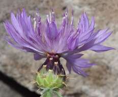 Image de Centaurea barrasii Pau