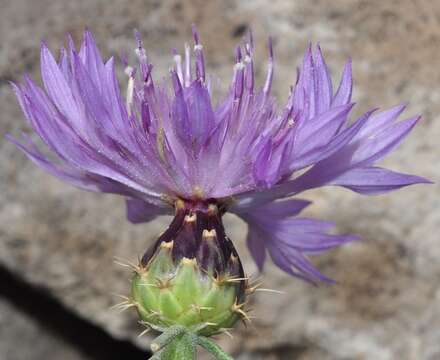 Image de Centaurea barrasii Pau