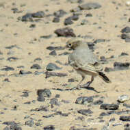 Image of Bar-tailed Desert Lark