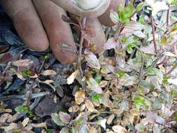 Image of Epilobium alsinoides subsp. atriplicifolium (A. Cunn.) Raven & Engelhorn