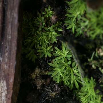 Calymperastrum latifolium Stone 1986的圖片