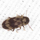 Image of Hadrobregmus notatus (Say 1825)