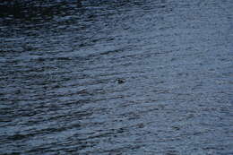 Image of Silvery Grebe