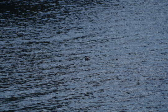 Image of Silvery Grebe