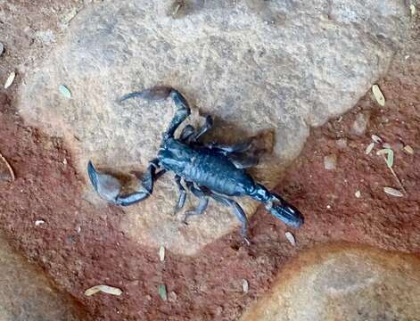 Pandipalpus viatoris (Pocock 1890) resmi