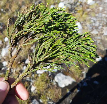 صورة Halocarpus bidwillii (Hook. fil. ex Kirk) Quinn