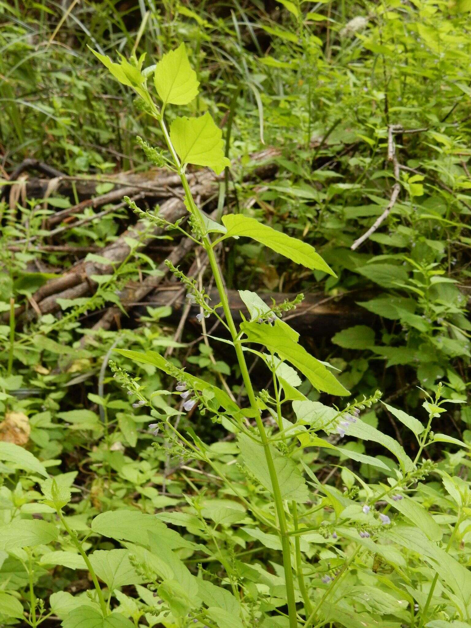Sivun Scutellaria lateriflora var. lateriflora kuva