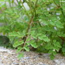 Слика од Corydalis cornuta Royle