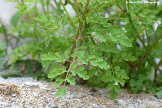 Sivun Corydalis cornuta Royle kuva