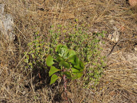 Imagem de Lampranthus falciformis var. falciformis