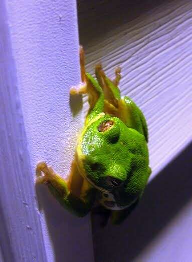 Image of Barking Treefrog