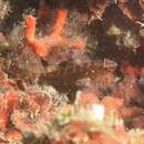 Image of Coralline Goby