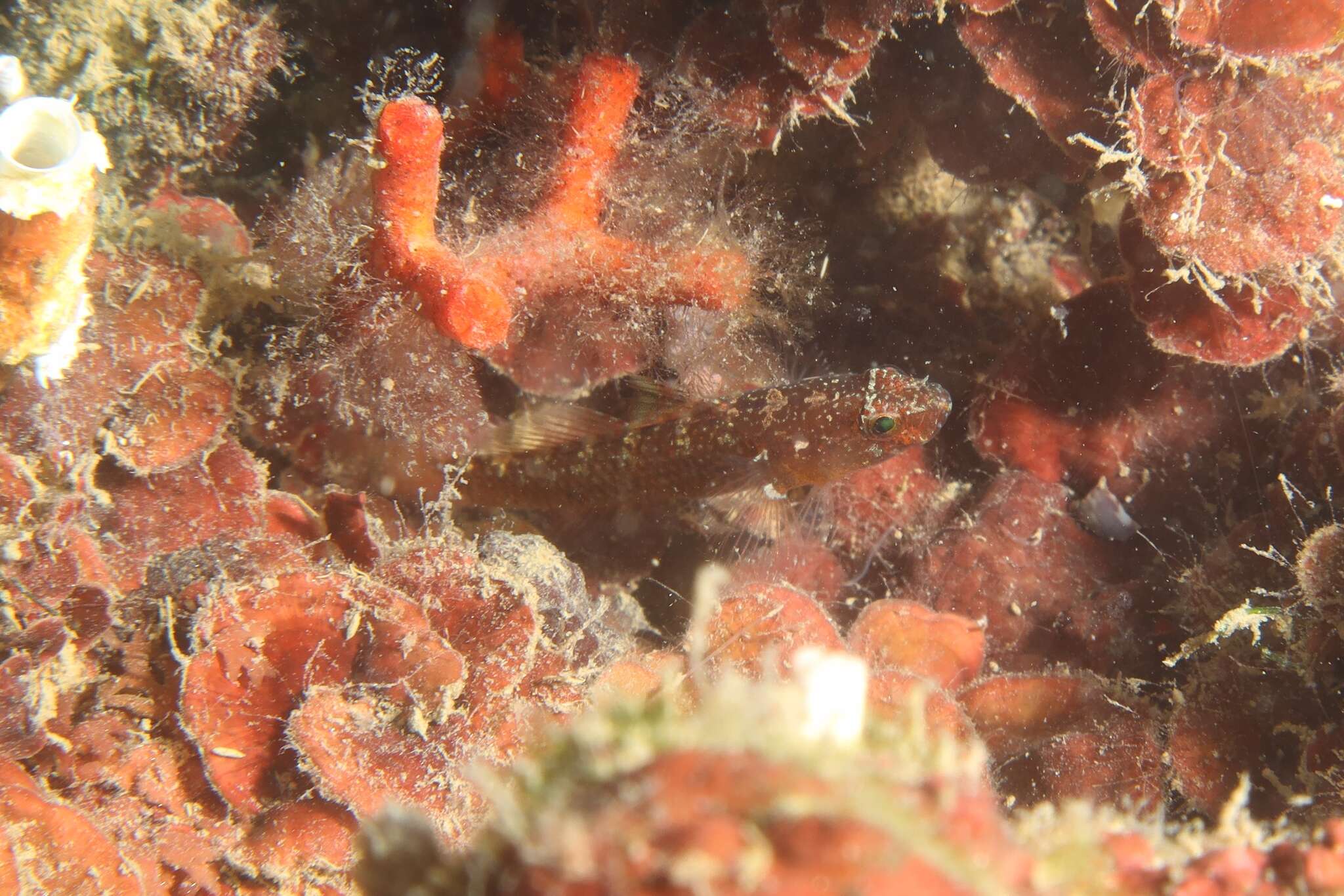 Image of Coralline Goby