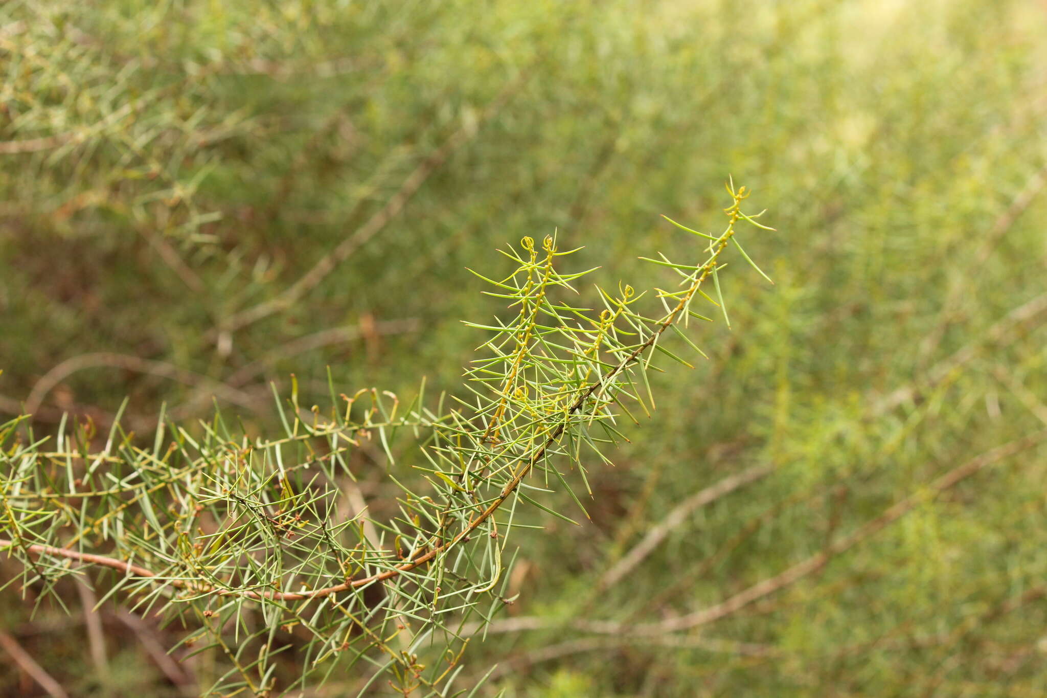 Imagem de Acacia rupicola F. Muell. ex Benth.