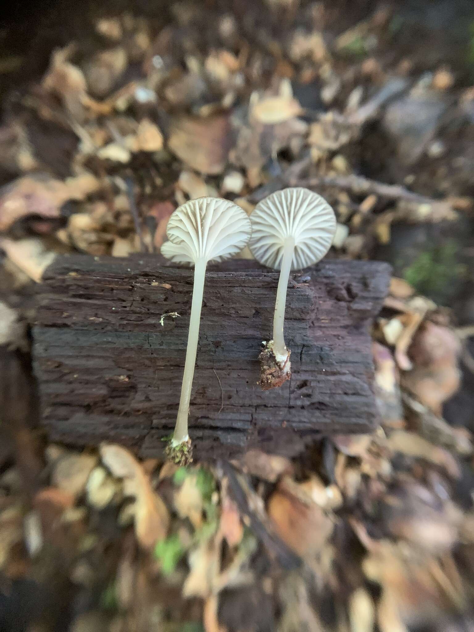 Image of Entoloma watsonii (Peck) Noordel. 2008