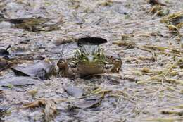 Image of Chiricahua Leopard Frog