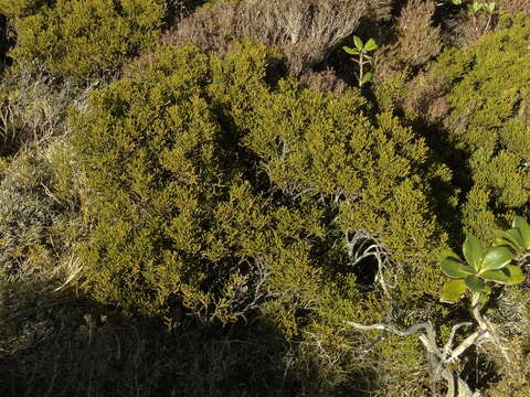 Image of Yellow Silver Pine