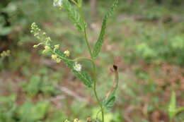 صورة Tragia urticifolia Michx.