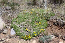 Plancia ëd Nestotus macleanii (Brandeg.) Urbatsch, R. P. Roberts & Neubig