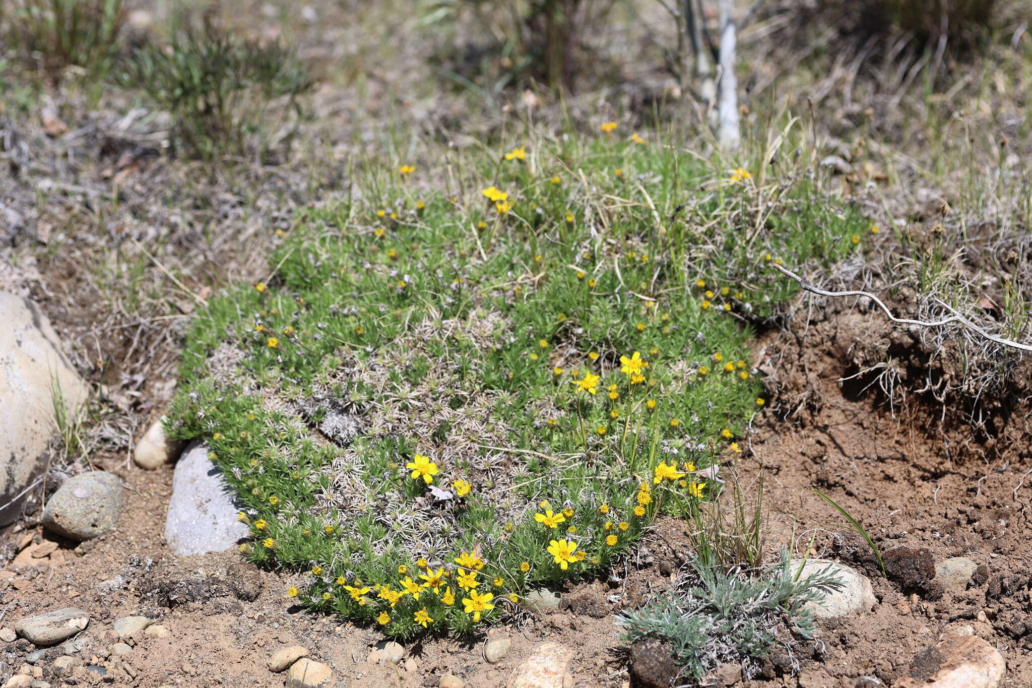 Imagem de Nestotus macleanii (Brandeg.) Urbatsch, R. P. Roberts & Neubig