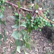 Image of Berberis moranensis Schult. & Schult. fil.