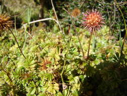 Imagem de Acaena anserinifolia (J. F. & G. Forst.) Druce