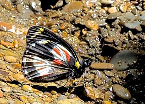 Image of Delias argentata Roepke 1955