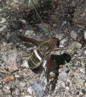 Imagem de Exoprosopa rostrifera Jaennicke 1867