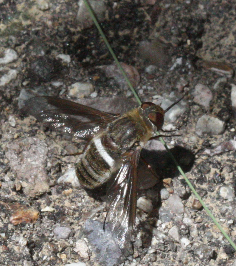 Image of Exoprosopa rostrifera Jaennicke 1867