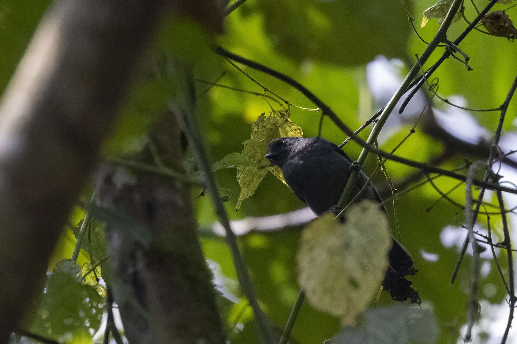 Image of Dusky Tit