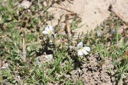 Image of Lobelia thermalis Thunb.