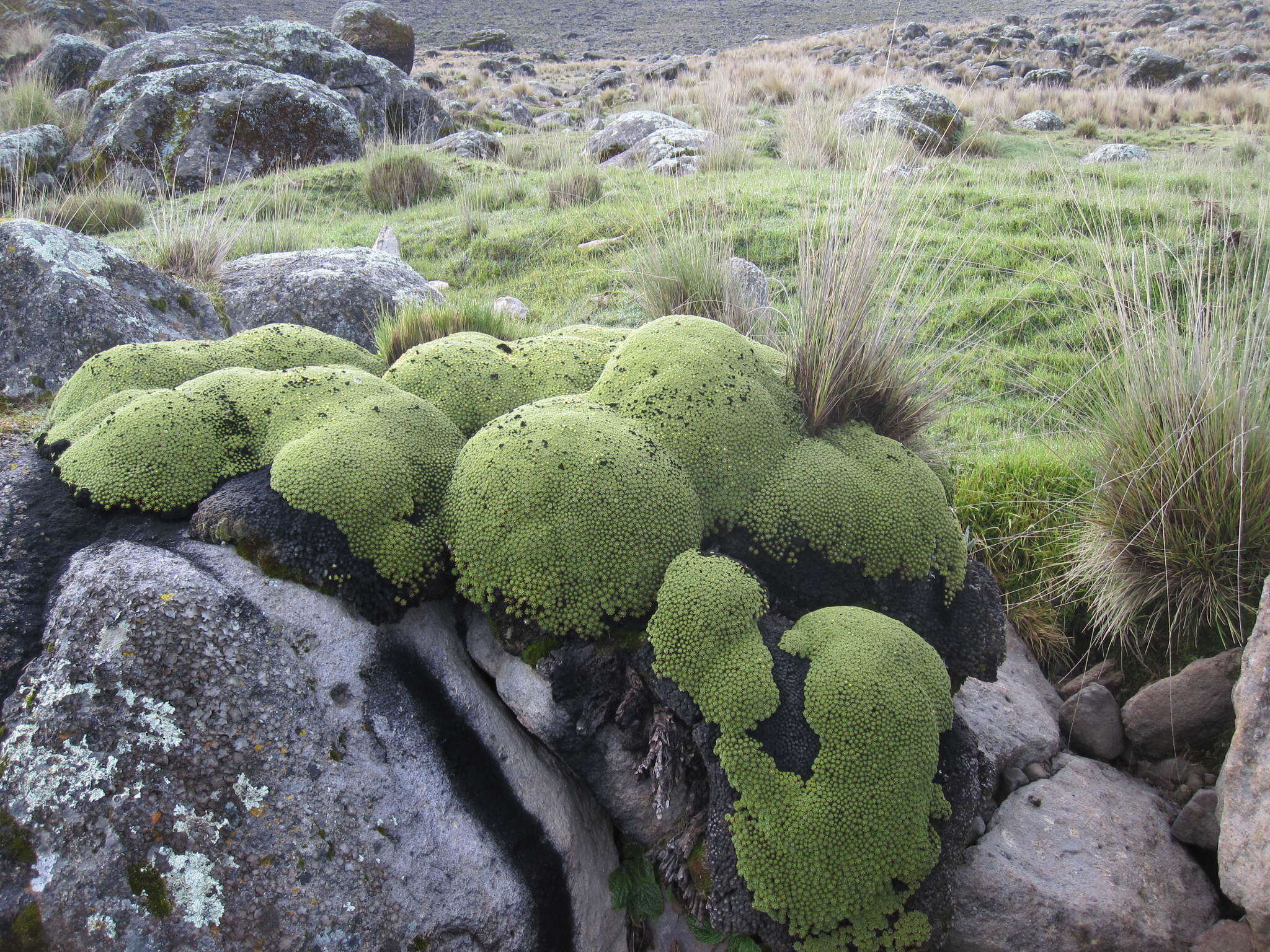 Yareta resmi