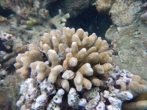 Image of Stylophora coral