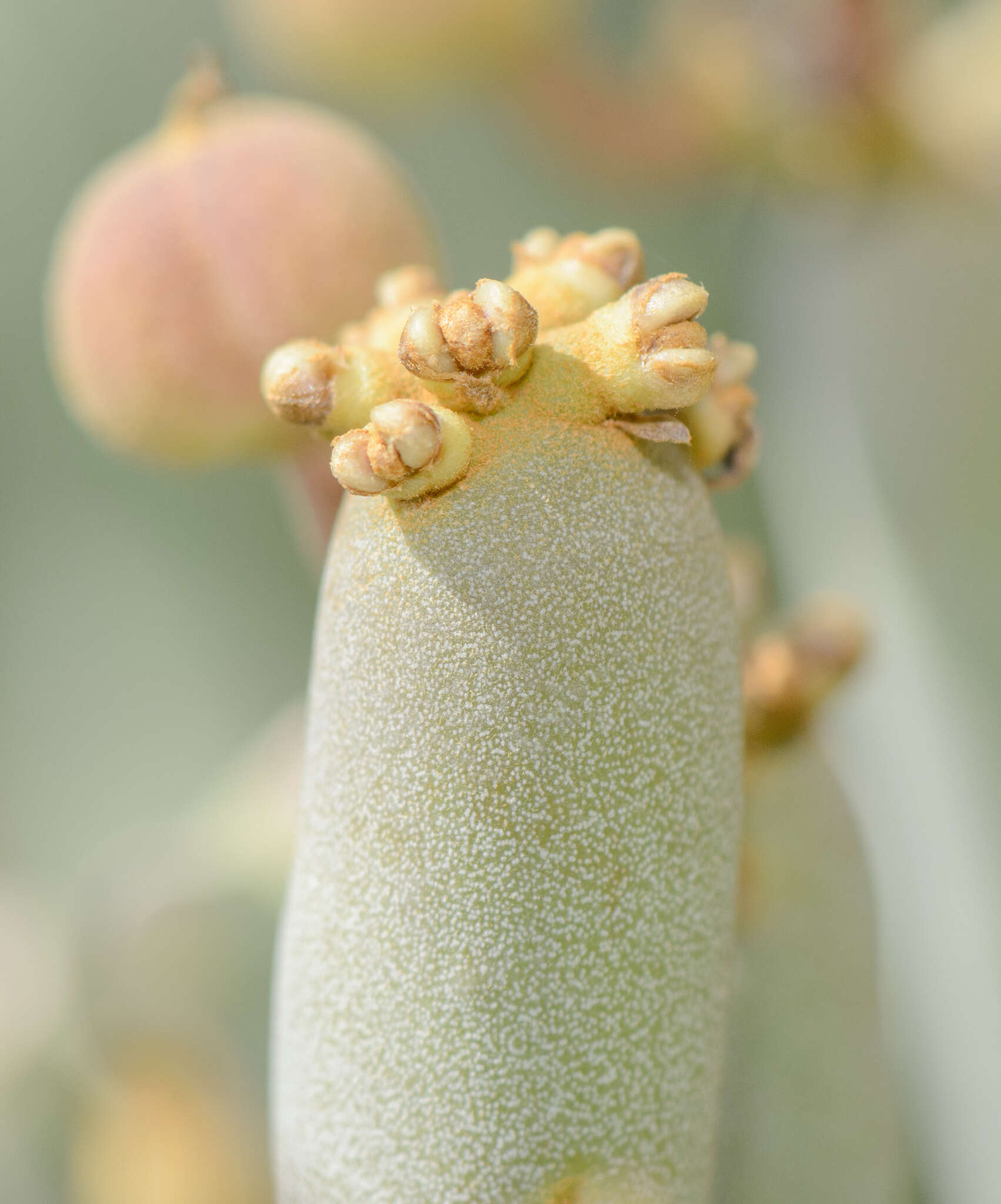 Imagem de Euphorbia arbuscula Balf. fil.