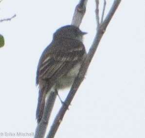 Imagem de Elaenia martinica (Linnaeus 1766)